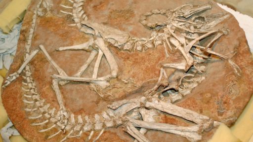 Read more about the article 18 Stolen Dinosaur Skeletons Returned To Mongolia