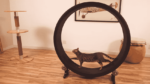 One Fast Cat: An Exercise Wheel Specially Designed For Cats