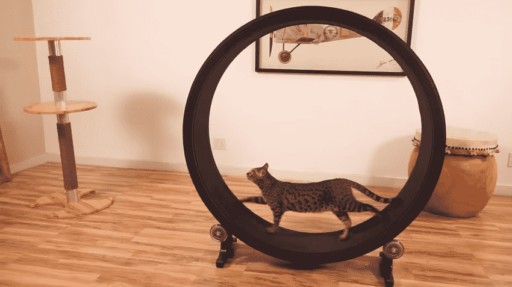 Read more about the article One Fast Cat: An Exercise Wheel Specially Designed For Cats