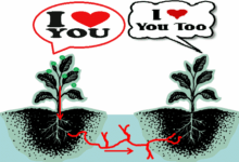 Scientist Discovered Plants Talk To Each Other Using Language