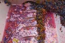 Wine Waste Can Be Used To Create Bio-fuels And Medicines