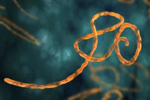 Read more about the article Gene Studies Show That Ebola Virus Mutates Faster In Humans Than In Animal Hosts