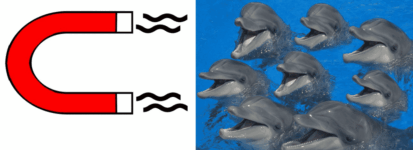 Study Finds Dolphins Are Attracted To Magnets
