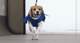 [Video] Dog Returns Lost Items To The Passengers Of KLM Airlines