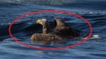 [Viral Video] Fisherman Rescues A Drowning Eagle