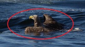 [Viral Video] Fisherman Rescues A Drowning Eagle
