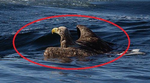 Read more about the article [Viral Video] Fisherman Rescues A Drowning Eagle