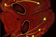 Scientists Successfully Manipulate Memory In Mice Using Light