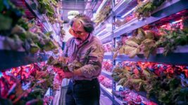 World’s Largest Vertical Farm Coming to Dubai