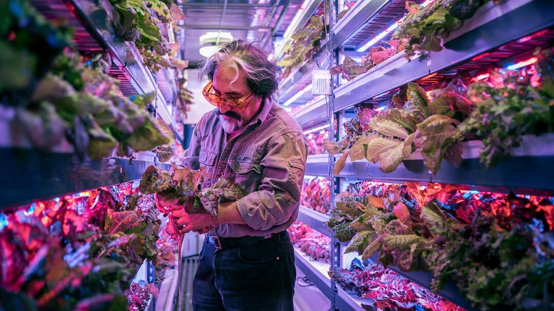 You are currently viewing World’s Largest Vertical Farm Coming to Dubai