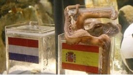 Read more about the article “Paul” the Octopus is going to the HERO of FIFA World Cup 2010